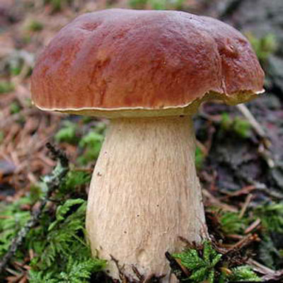 Белый гриб.jpg