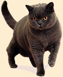 Британский кот.jpg