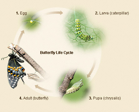 Жизненный цикл бабочек.jpg