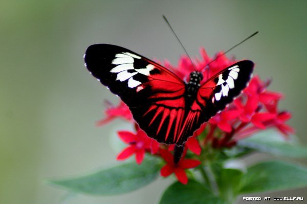 Красная бабочка.jpg