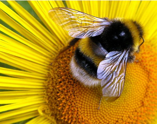 Пчела.jpg