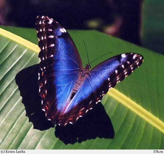 Синяя бабочка.jpg
