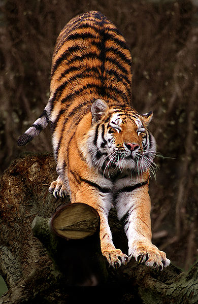 390px-Panthera tigris altaica (Amurtiger straekker sig).jpg