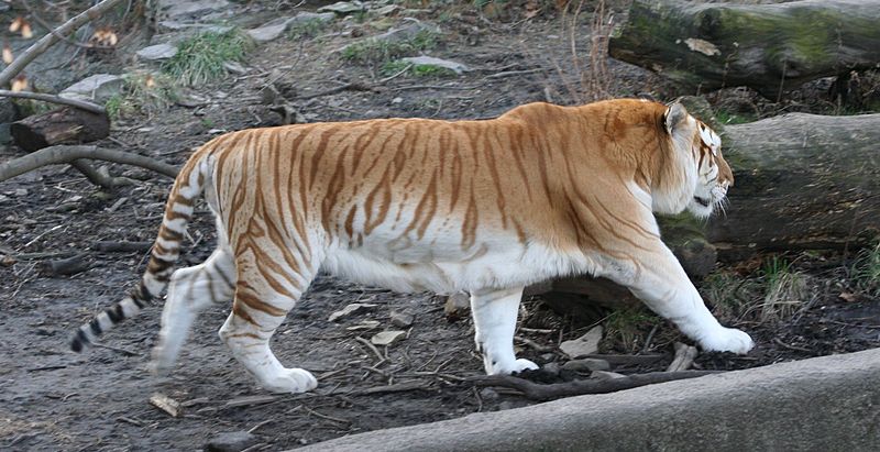 800px-Golden tiger 3 - Buffalo Zoo.jpg
