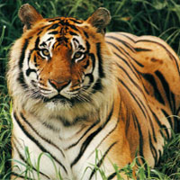 Bengal tiger 31.jpg