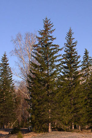Picea obovata1.jpg