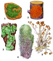 Determinarea purității aerului de către licheni