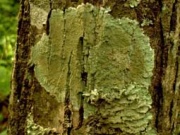Determinarea purității aerului de către licheni